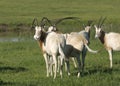 Scimitar Horned Oryx