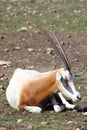 Scimitar Horned Oryx