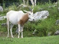 Scimitar horned oryx - African savvanah animal. African savvanah animal: Scimitar horned oryx Royalty Free Stock Photo