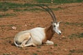 Scimitar horned oryx - African savvanah animal