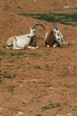 Scimitar horned oryx - African savvanah animal