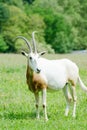 Scimitar horned oryx alone Royalty Free Stock Photo