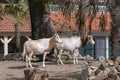 Scimitar-Horned Oryx At The Artis Zoo At Amsterdam The Netherlands 24-3-2023