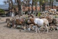 Scimitar-Horned Oryx At The Artis Zoo At Amsterdam The Netherlands 17-3-2023