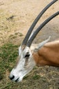 Scimitar-horned Oryx(close) Royalty Free Stock Photo