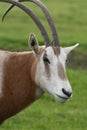 Scimitar horned oryx oryx dammah