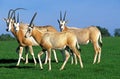 Scimitar Horned Oryx, oryx dammah, Herd, This Specy is now Extinct in the Wild Royalty Free Stock Photo