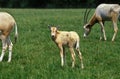 Scimitar Horned Oryx, oryx dammah, Herd, This Specy is now Extinct in the Wild Royalty Free Stock Photo