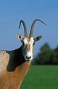 Scimitar Horned Oryx, oryx dammah, Portrait of Male, This Specy is now Extinct in the Wild