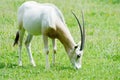 Scimitar horned oryx eating Royalty Free Stock Photo