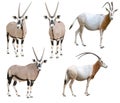Scimitar horned oryx and gemsbok isolated