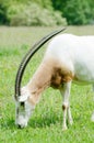 Scimitar horned oryx grazing Royalty Free Stock Photo