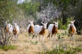 Scimitar Horned Oryx Herd