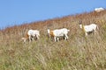 Scimitar horned oryx on hillside Royalty Free Stock Photo