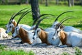 Several relaxing Scimitar Horned Oryx at Lion Country Safari. Royalty Free Stock Photo