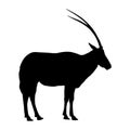 Standing Scimitar Horned Oryx Silhouette. Good To Use For Element Print Book, Animal Book and Animal Content