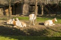 Scimitar-Horned Oryx (Oryx dammah)