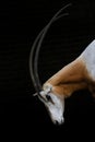 Scimitar-horned Oryx - Oryx dammah, beautiful long horned antelope Royalty Free Stock Photo