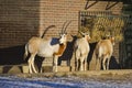 Scimitar-horned oryx, or Oryx dammah.