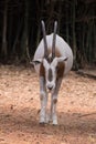 Scimitar-Horned Oryx Oryx dammah eating grass And going for a walking