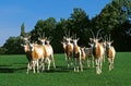 ORYX ALGAZELLE oryx dammah Royalty Free Stock Photo