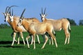 ORYX ALGAZELLE oryx dammah Royalty Free Stock Photo