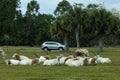 Scimitar-Horned Oryx Oryx dammah