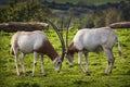 Scimitar Horned Oryx