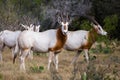 Scimitar Horned Oryx