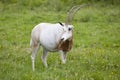 Scimitar-horned oryx Royalty Free Stock Photo