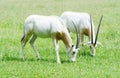 Scimitar horned oryx together Royalty Free Stock Photo