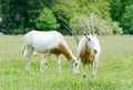 Scimitar horned oryx Royalty Free Stock Photo