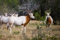 Scimitar Horned Oryx