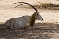 Scimitar Oryx