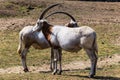 Scimitar oryx animal hugging themselves on the field. Royalty Free Stock Photo