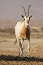 Scimitar Oryx antelope Royalty Free Stock Photo