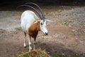 Scimitar Oryx Antelope Royalty Free Stock Photo