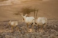 Scimitar oryx antelopes family Royalty Free Stock Photo