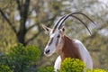 Scimitar oryx, Oryx dammah Royalty Free Stock Photo