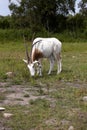 Scimitar oryx