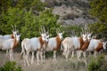 Scimitar Oryx Herd