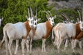 Scimitar Oryx Herd