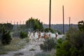 Scimitar Oryx Herd Royalty Free Stock Photo