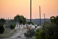 Scimitar Oryx Herd Royalty Free Stock Photo