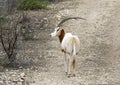 Scimitar oryx from the highway near Transitions Wildlife Photography Ranch near Uvalde, Texas.