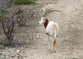 Scimitar oryx from the highway near Transitions Wildlife Photography Ranch near Uvalde, Texas.