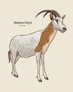 The scimitar oryx or scimitar-horned oryx, also known as the Sahara oryx, hand draw sketch vector