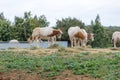 The scimitar oryx or scimitar-horned oryx