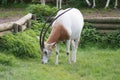 Scimitar Oryx - Oryx dammah