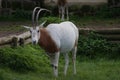 Scimitar Oryx - Oryx dammah